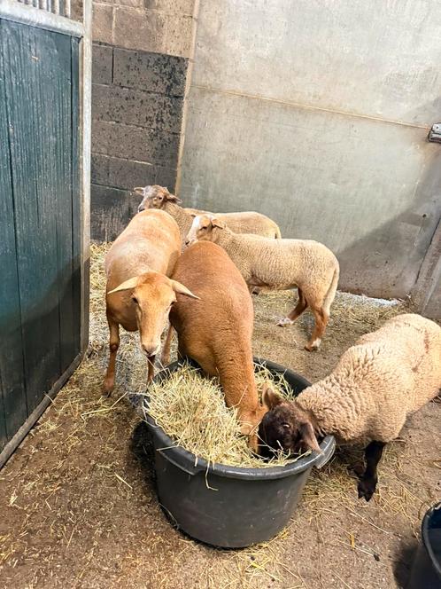 2 Voskop ooien te koop, Dieren en Toebehoren, Schapen, Geiten en Varkens, Schaap, Vrouwelijk, 0 tot 2 jaar