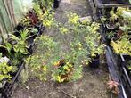 Jasminum revolutum, Jardin & Terrasse, Plantes | Arbustes & Haies, 100 à 250 cm, Enlèvement, Autres espèces, Arbuste