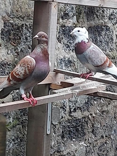 Mix neurenberger leeuwerik en vlaanderse smierel 2025, Dieren en Toebehoren, Vogels | Duiven