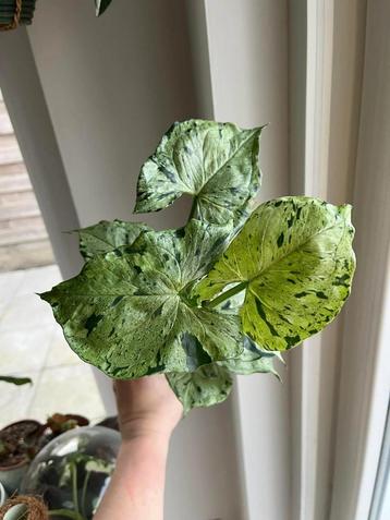 Syngonium Grey Ghost  beschikbaar voor biedingen