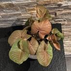 Syngonium pink (splash), Huis en Inrichting, Kamerplanten, Ophalen, Overige soorten, Halfschaduw, Minder dan 100 cm