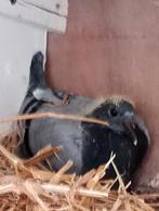 Jonge duif 2026 !!!!, Dieren en Toebehoren, Postduif