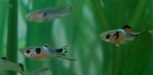 guppy endler, Dieren en Toebehoren, Vissen | Aquariumvissen