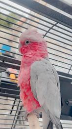 Lieve tamme rosé kaketoe, Dieren en Toebehoren, Papegaai