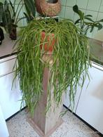 RIPHSALIS groene plant voor binnen, cactusachtige vetplant, Ophalen, Vetplant, Halfschaduw, Minder dan 100 cm