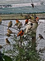 Kapoetsensijs poppen, Animaux & Accessoires, Oiseaux | Oiseaux Autre