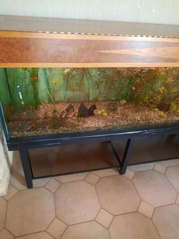 Aquarium op voet beschikbaar voor biedingen