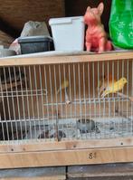 Verschillende kanaries, Dieren en Toebehoren
