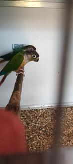 Koppel pyrrhura’s, Dieren en Toebehoren