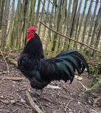 Broedeieren: australorp, silverudd blå, olive egger, br hoen, Dieren en Toebehoren, Pluimvee, Geslacht onbekend, Kip