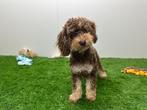 Dwergpoedel pups, Poedel, België, 8 tot 15 weken, CDV (hondenziekte)