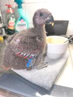 Edelpapegaai pop van 30 september, Dieren en Toebehoren, Vogels | Parkieten en Papegaaien, Tam