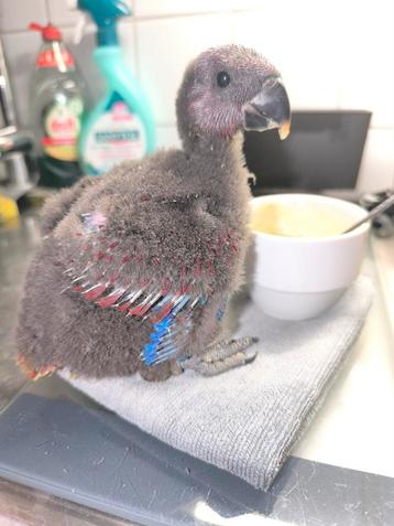 Edelpapegaai pop van 30 september  beschikbaar voor biedingen