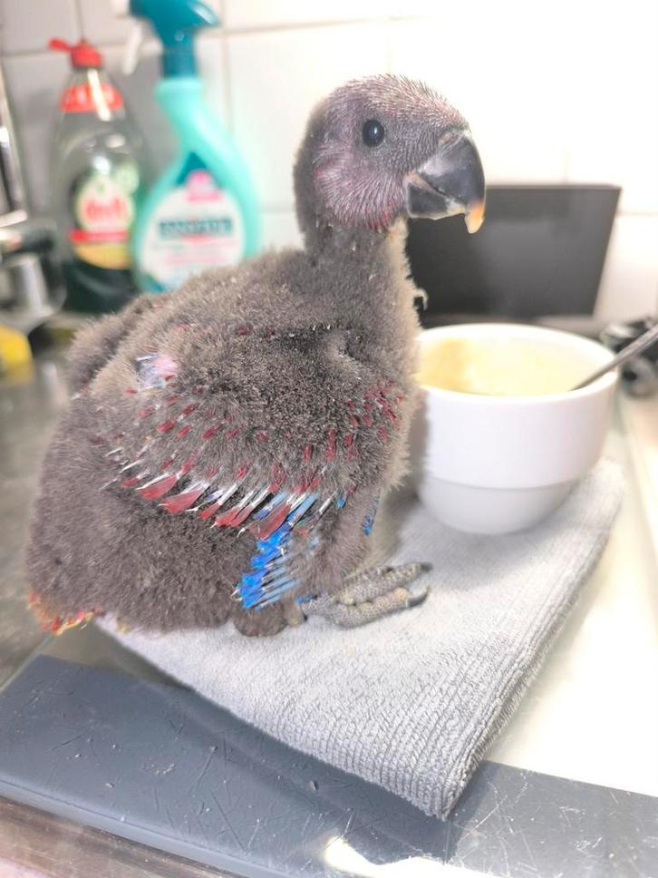 Edelpapegaai pop van 30 september, Dieren en Toebehoren, Vogels | Parkieten en Papegaaien, Tam