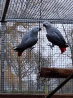 grijze roodstaart, Vrouwelijk, Papegaai, Geringd