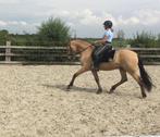 Dressuurles - paardrij les - training ruiter en paard