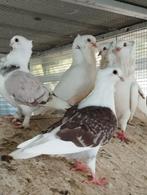 2 kapucijnduifjes, Dieren en Toebehoren, Vogels | Duiven