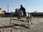 gezellige allrounder voor niet competitiegerichte ruiter, Dieren en Toebehoren, Paarden, Gechipt, B, Ruin, 11 jaar of ouder