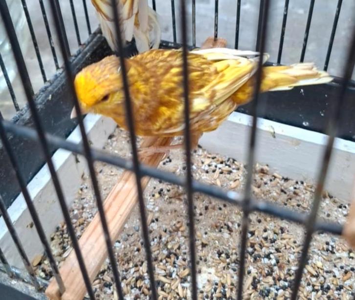 Man pheao + 2  bruin dominant poppen 2025, Dieren en Toebehoren, Vogels | Kanaries