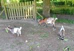 Chèvres naines, Animaux & Accessoires, Plusieurs animaux, Chèvre, 0 à 2 ans