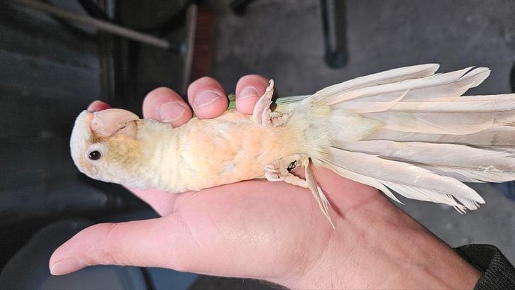 Pyrrhura molinae, Dieren en Toebehoren, Vogels | Parkieten en Papegaaien, Parkiet, Meerdere dieren, Geringd