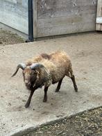 Ouessant ram te ruil, Mâle, Mouton, 0 à 2 ans