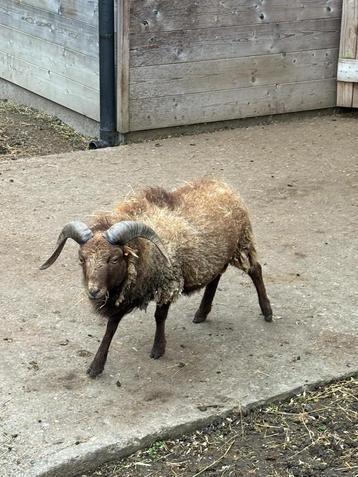 Ouessant ram te ruil disponible aux enchères