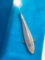 Koi japonaise Asagi tosai 30 cm mâle