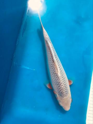 Koi japonaise Asagi tosai 30 cm mâle  beschikbaar voor biedingen