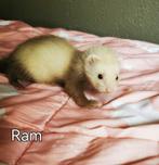 Half Angora fretjes, Mannelijk, Fret, Tam