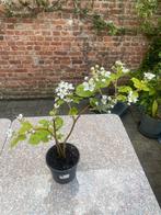 Braambessen planten, Tuin en Terras, Planten | Tuinplanten, Ophalen