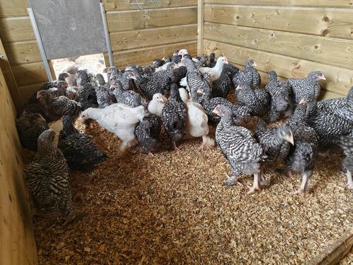 Haantjes Mechels hoen - koekoek en wit, Dieren en Toebehoren, Pluimvee