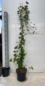 Hedera helix, Groenblijvend Klimplant, gestokt, Tuin en Terras, Haag, Ophalen