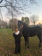Iemand gezocht met extra plekje op weide voor 1 maandje, Dieren en Toebehoren