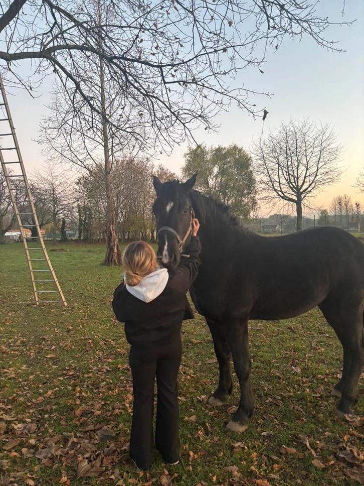 Iemand gezocht met extra plekje op weide voor 1 maandje, Dieren en Toebehoren, Stalling en Weidegang