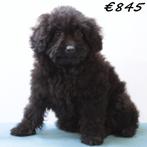 Pomapoo pups te koop, Dieren en Toebehoren, Honden | Chihuahua's en Gezelschapshonden, 15 weken tot 1 jaar, Buitenland, CDV (hondenziekte)
