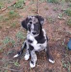 Leuke golden collie pup reutje bleu merle ouders aanwezig, Dieren en Toebehoren, België, Reu, CDV (hondenziekte), 8 tot 15 weken