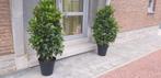 Laurier, voor terras, balcon, tuin, voordeur,zwembad,veranda, Tuin en Terras, Ophalen, Laurier, 100 tot 250 cm