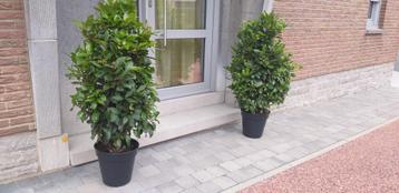 Laurier pour terrasse, balcon, jardin,porte d'entrée,piscine, Enlèvement, Laurier, 100 à 250 cm