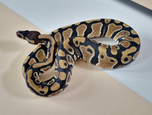 dbl het Clown Dg koningspython vrouw, Dieren en Toebehoren, Reptielen en Amfibieën