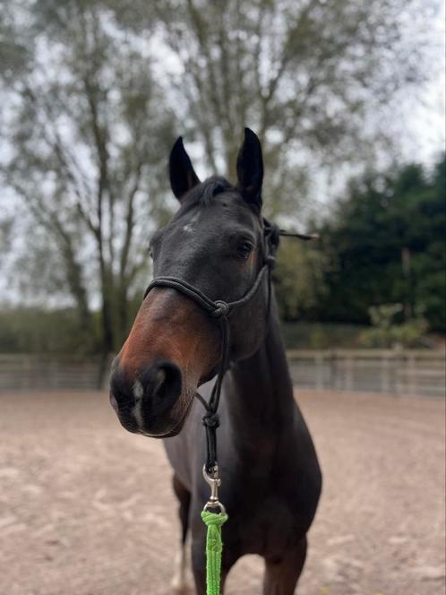 4 jaarige merrie, Dieren en Toebehoren, Paarden