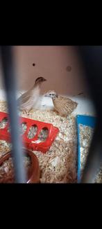 Koppel europese kwartels, Animaux & Accessoires, Oiseaux | Oiseaux Autre