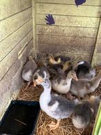 Jonge ganzenkuikens te koop, Dieren en Toebehoren, Pluimvee, Gans of Zwaan