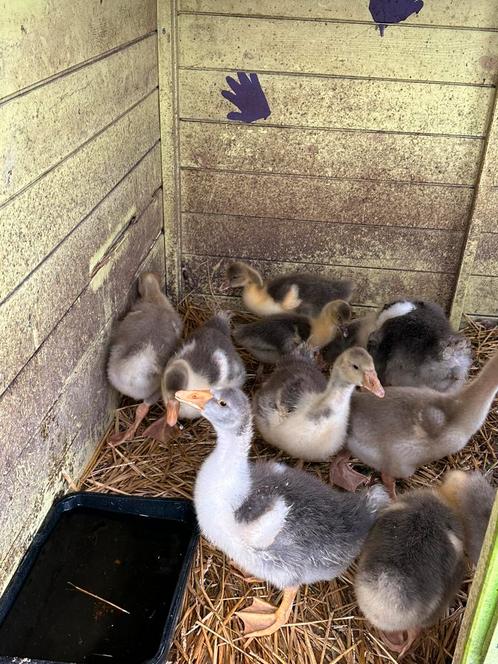 Jonge ganzenkuikens te koop, Dieren en Toebehoren, Pluimvee, Gans of Zwaan