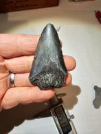 4 zeldzame megalodon tanden uit zeebrugge en cadzand., Ophalen of Verzenden, Fossiel