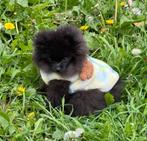 Adorable chiot Spitz, Particulier, Un chien, Belgique, 15 semaines à 1 an