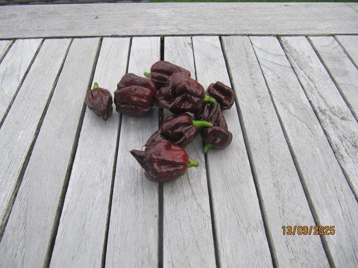 chocolate reaper, Diversen, Levensmiddelen, Ophalen