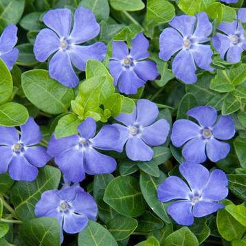 Vinca minor of Kleine maagdenpalm beschikbaar voor biedingen