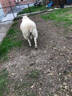 Schapen Lammers, Dieren en Toebehoren, Vrouwelijk, Schaap, 0 tot 2 jaar