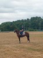 D-pony, Avec pedigree, Poney de dressage, L, Poney D (1.37 m à 1.48m)